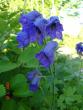 tn_gallery_72_3021_81169.jpg