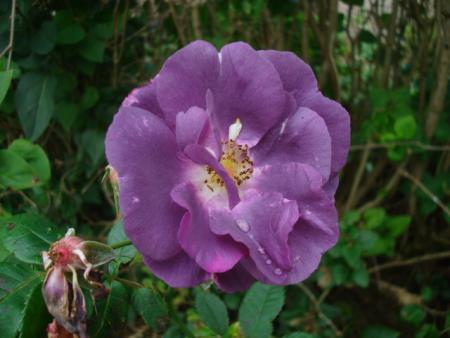 gallery_12789_3020_21055.jpg