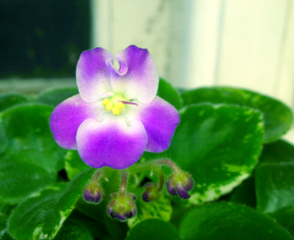 gallery_2821_2099_15500.jpg