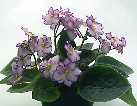 gallery_2821_2099_107258.jpg