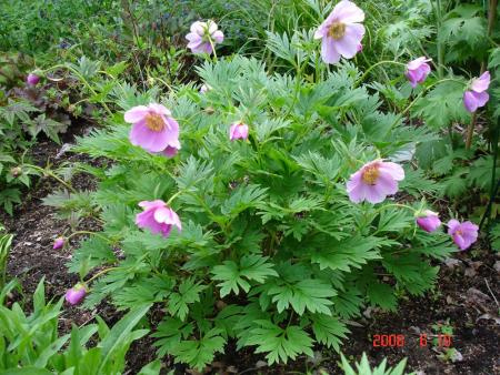 gallery_72_3021_125970.jpg