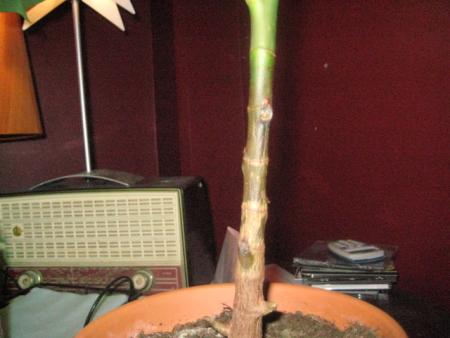 gallery_18468_3068_58785.jpg