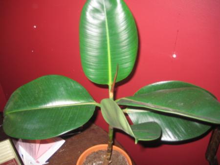 gallery_18468_3068_79602.jpg