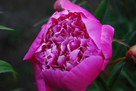 gallery_19840_3070_28871.jpg
