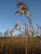 tn_gallery_10406_1863_36703.jpg