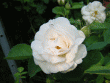 tn_gallery_20295_3065_41910.gif