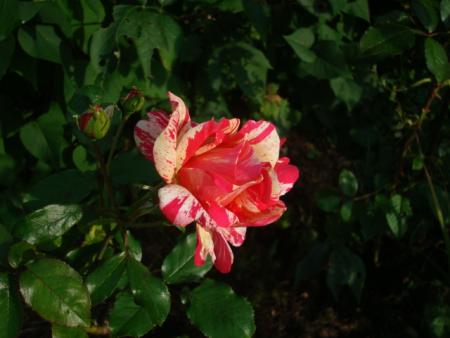 gallery_12789_3020_114797.jpg