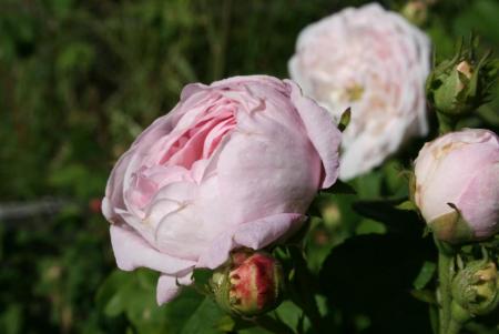 gallery_13397_3074_56400.jpg