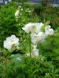 tn_gallery_72_3021_44879.jpg