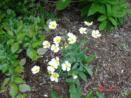 gallery_72_3021_147061.jpg