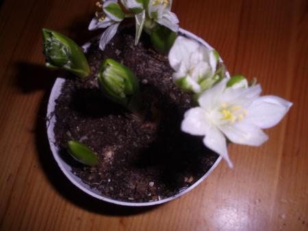 gallery_382_3082_93682.jpg