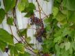 tn_gallery_3363_118_16259.jpg