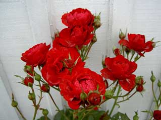 gallery_3363_3089_12587.jpg