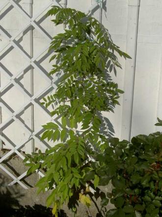 gallery_3363_3089_50307.jpg