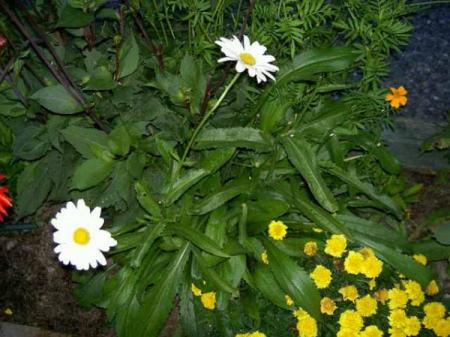 gallery_3363_3089_51511.jpg