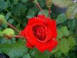 tn_gallery_3363_3089_9651.jpg