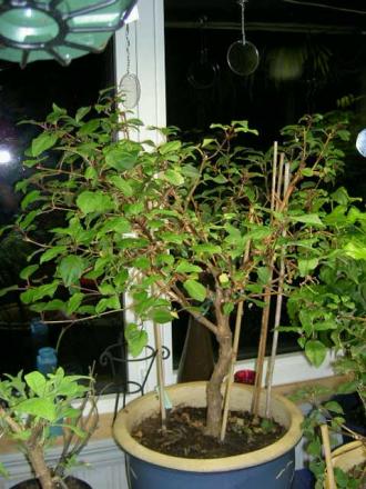 gallery_3363_3095_78144.jpg