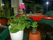 tn_gallery_3363_250_6689.jpg
