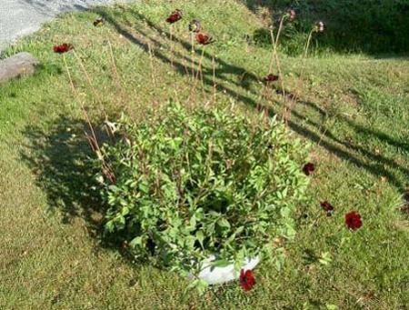 gallery_3363_677_36603.jpg
