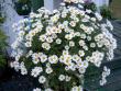 tn_gallery_3363_677_63457.jpg