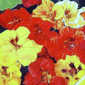 gallery_13935_3099_13311.jpg