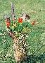 gallery_13935_3099_2308.jpg