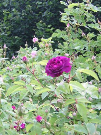 gallery_20295_3065_31322.jpg