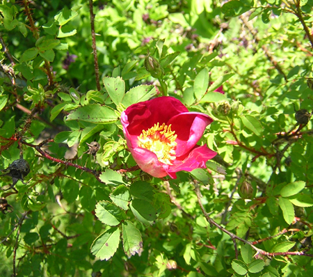 gallery_20295_3065_63219.jpg