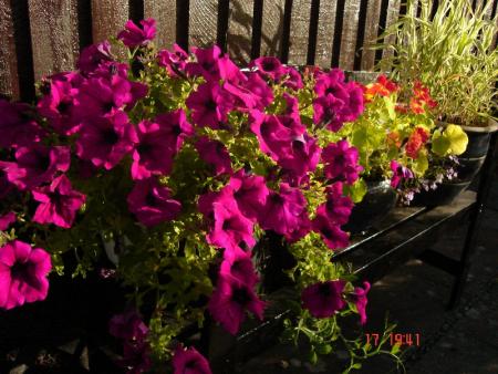 gallery_10406_538_232858.jpg