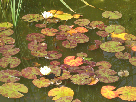 gallery_20295_3119_76559.jpg