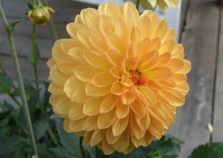 gallery_7206_2684_34453.jpg