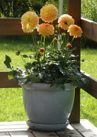 gallery_7206_2684_67351.jpg