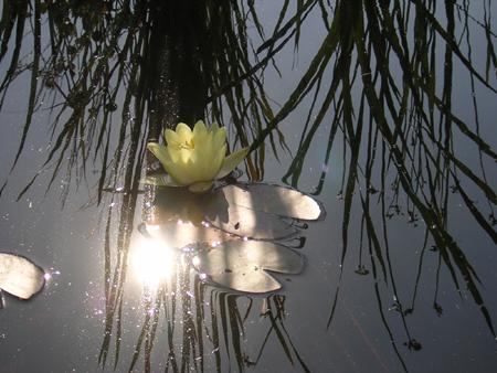 gallery_20295_3119_56583.jpg