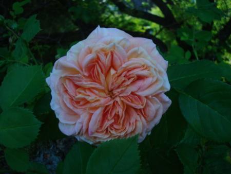 gallery_12789_3020_71515.jpg