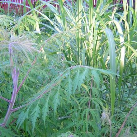 gallery_20295_3119_42435.jpg
