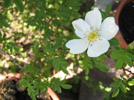 gallery_20295_3065_115675.jpg