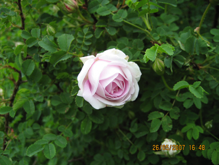 gallery_20295_3065_24429.jpg