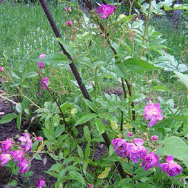 gallery_20295_3065_58431.jpg