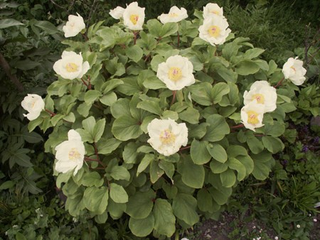 gallery_20295_3119_69128.jpg
