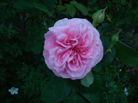 gallery_12789_3020_87932.jpg