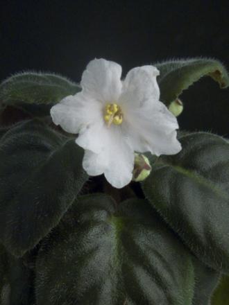 gallery_2821_3138_20358.jpg