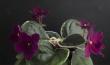 tn_gallery_2821_3138_23968.jpg