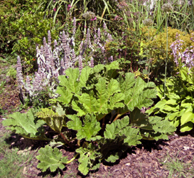 gallery_20295_3119_140742.jpg
