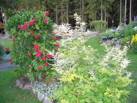 gallery_58_34_210736.jpg