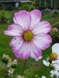 tn_gallery_58_34_13916.jpg