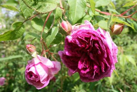 gallery_13397_3148_45218.jpg