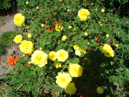 gallery_12789_3020_154228.jpg