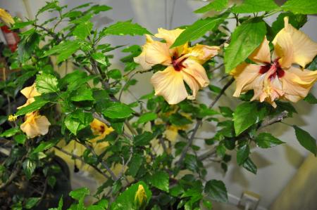 gallery_6955_3147_22596.jpg