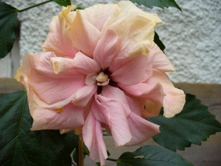 gallery_10231_831_30140.jpg