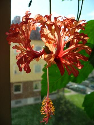 gallery_10231_831_49770.jpg